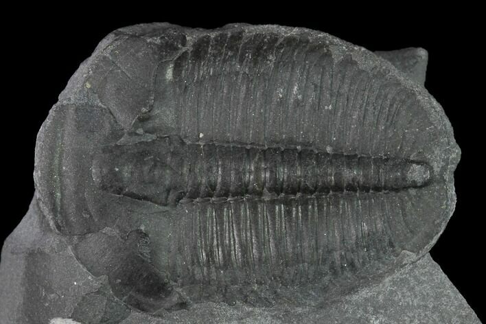 Elrathia Trilobite Fossil - Utah #139562